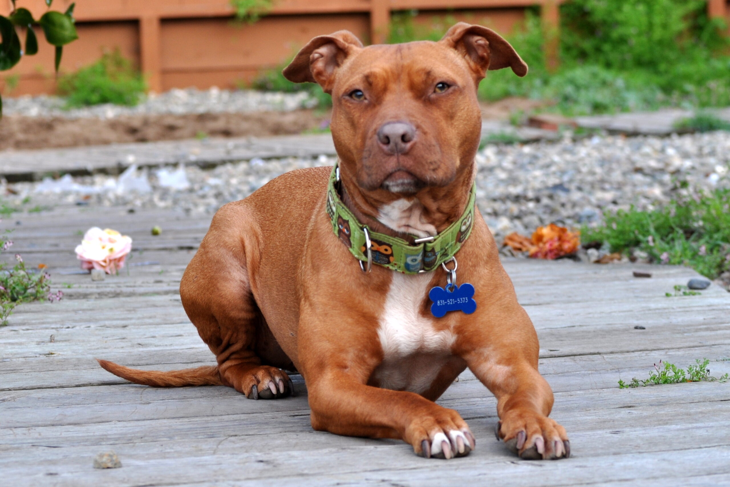 003 American Pit Bull Terrier scaled