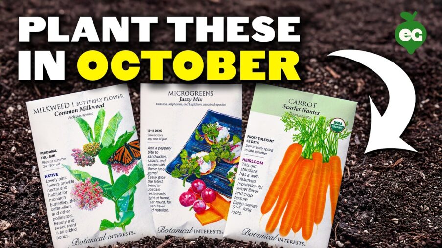 8 crops you should plant in october asap c5eGXM