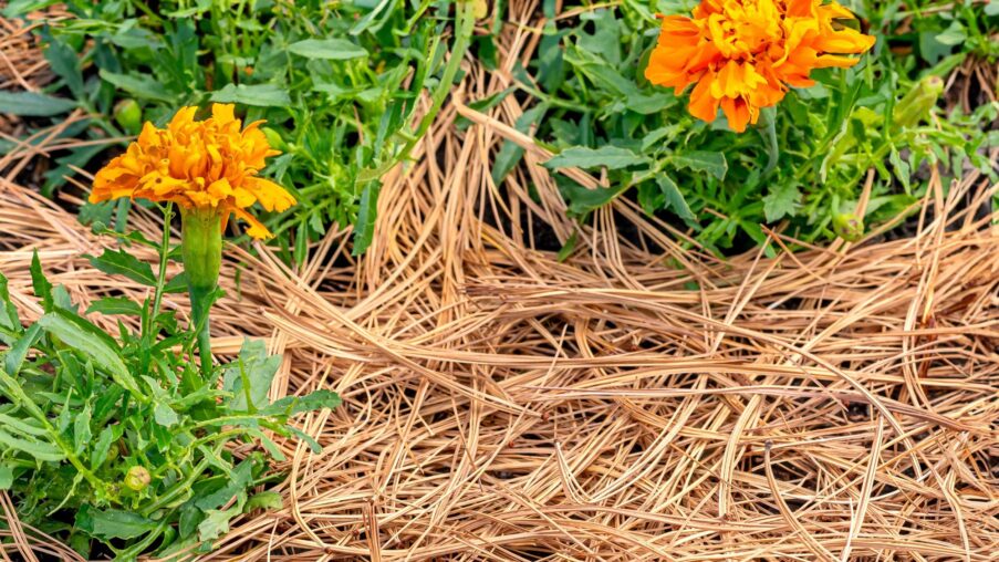 garden mythbusters do pine needles make your soil dangerously acidic heres how to use them with confidence yuFYlx