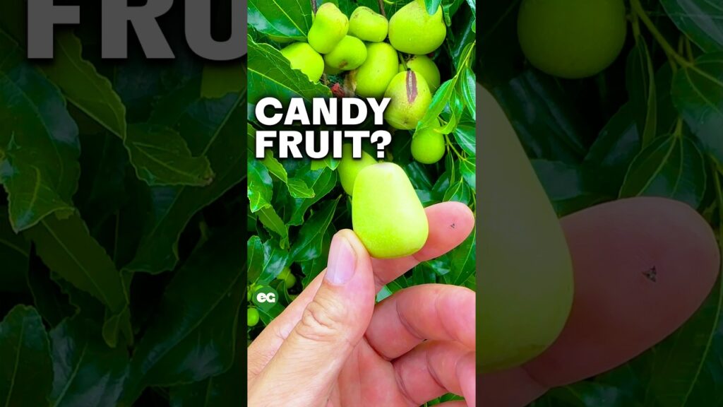 I grew my own candy... 2 i grew my own candy TRpVyI