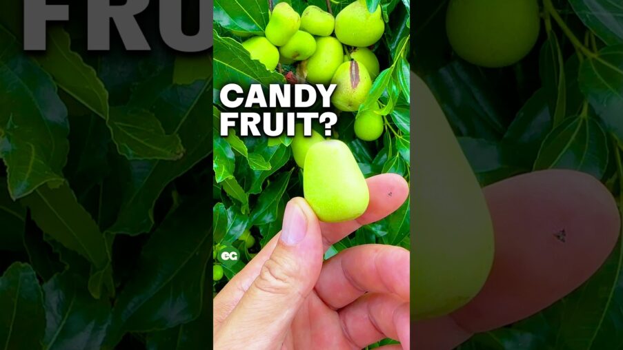 i grew my own candy TRpVyI