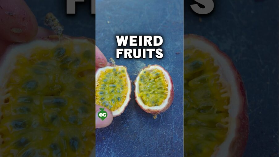 i grew some really weird fruits GALcy5