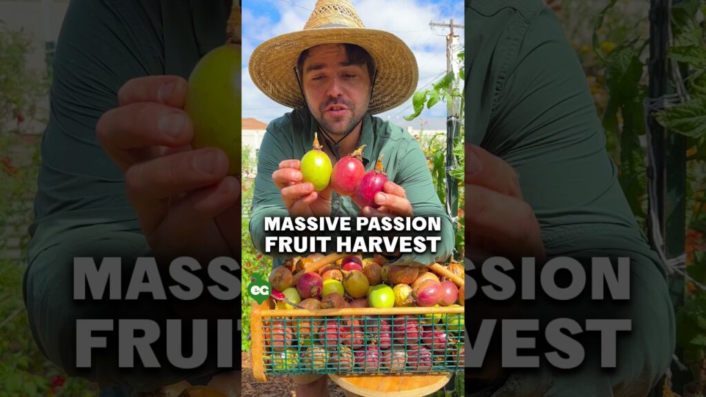 This passion fruit harvest is MASSIVE... 2 this passion fruit harvest is massive 46TeLD