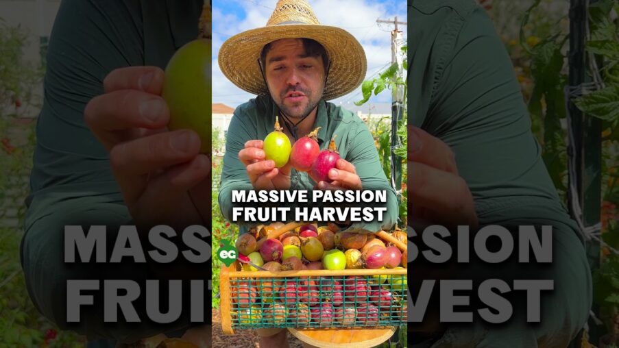 this passion fruit harvest is massive 46TeLD