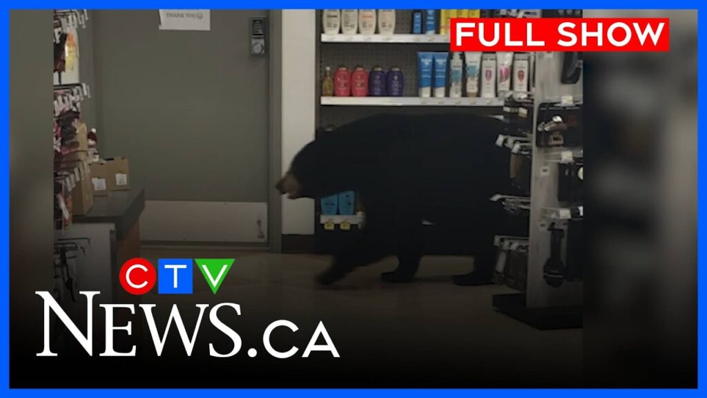 tragic end after bear walks through pharmacy ctv your morning vancouver for sept 22 2026 xes1tj