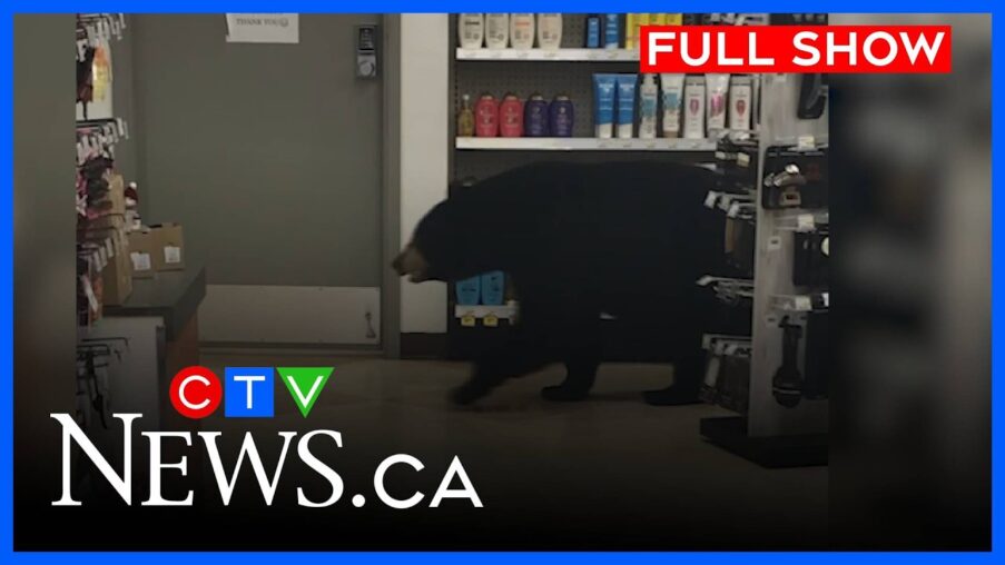 tragic end after bear walks through pharmacy ctv your morning vancouver for sept 22 2026 xes1tj