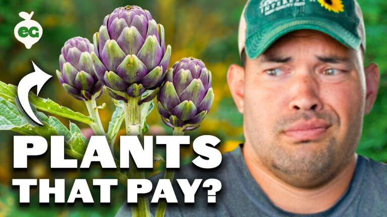 5 perennials to plant now for early spring harvests DanWr9
