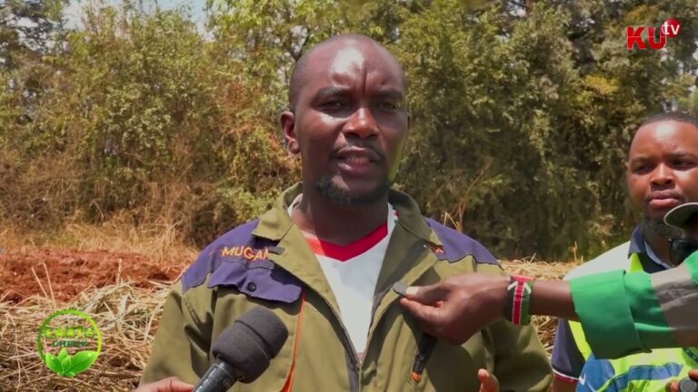 earth check restoring green spaces protecting public land at githurai peoples park gklqvG