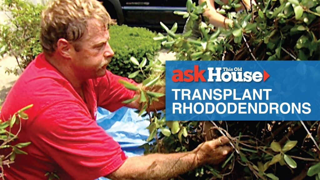 how to transplant rhododendrons with roger cook ask this old house XZG3BI