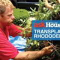 How to Transplant Rhododendrons With Roger Cook | Ask This Old House 48 how to transplant rhododendrons with roger cook ask this old house XZG3BI