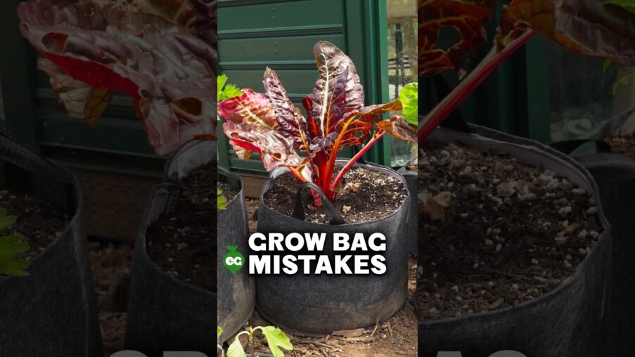 i learned from these grow bag mistakes hjJO1H