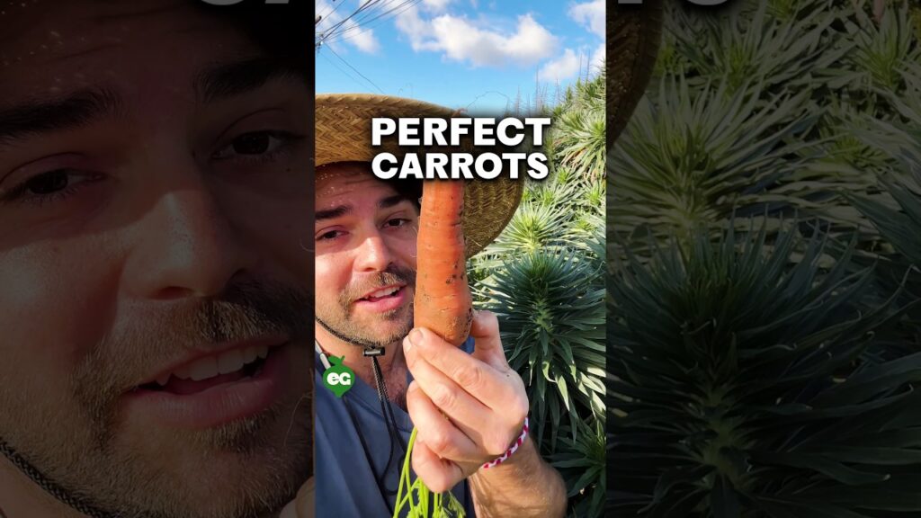 I learned the secret to perfect carrots... 1 i learned the secret to perfect carrots aMSJbF
