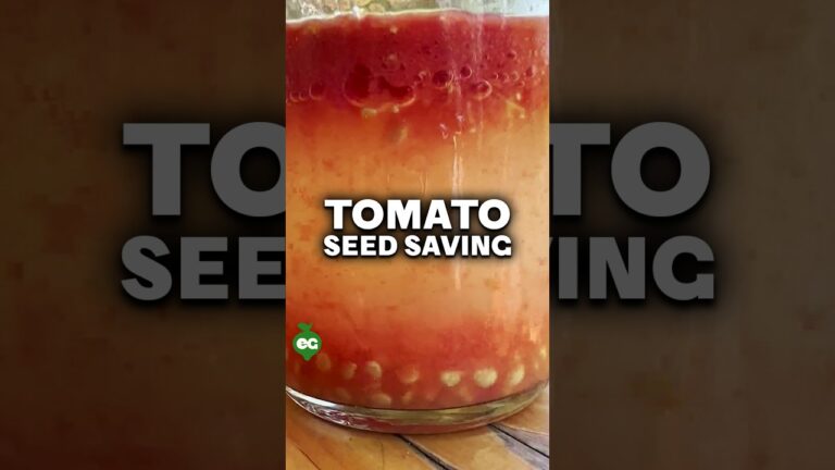 i let my tomato seeds rot to save them DrQu7u