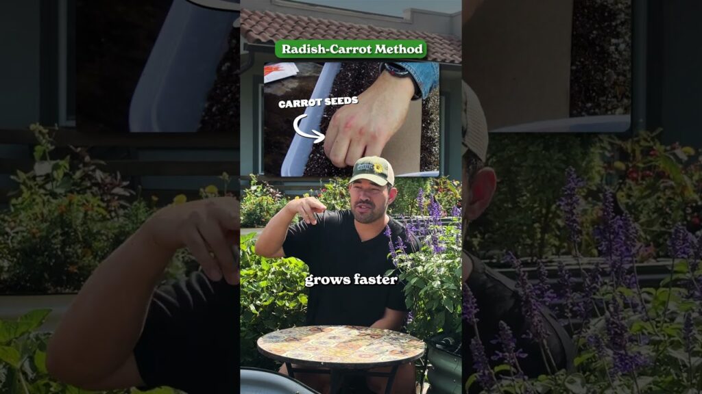 i tested viral carrot growing hacks QB4EC5