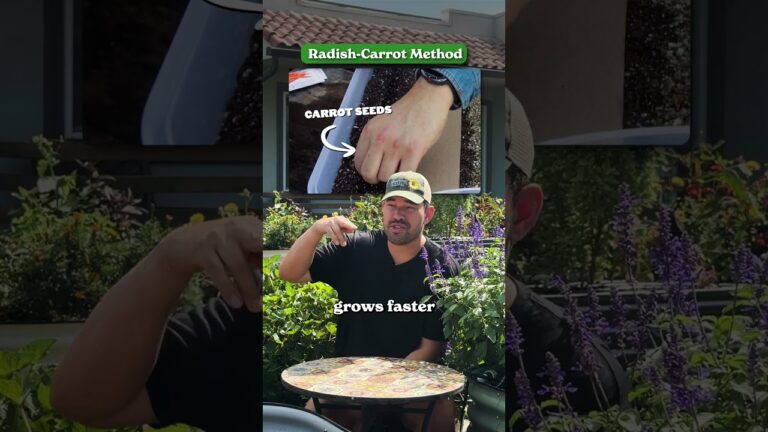 i tested viral carrot growing hacks QB4EC5