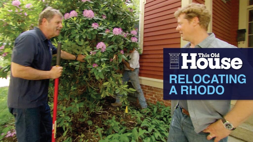 relocating a rhodo this old house 2Ys0S9