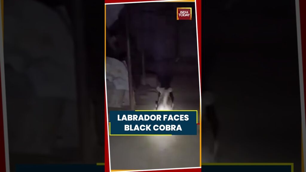 viral video black cobra enters home labrador stands guard to protect owner viralvideo mustwatch eOcxjb
