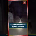 viral video black cobra enters home labrador stands guard to protect owner viralvideo mustwatch eOcxjb