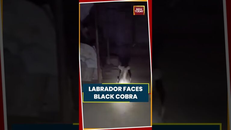 viral video black cobra enters home labrador stands guard to protect owner viralvideo mustwatch eOcxjb