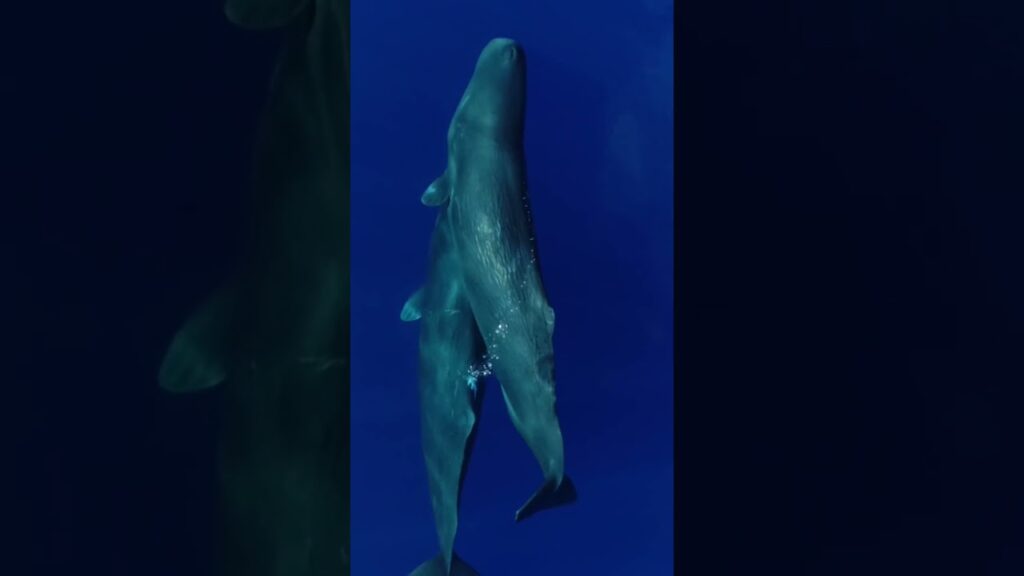 when theres a whale theres a way ENL8hC
