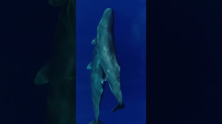 when theres a whale theres a way ENL8hC